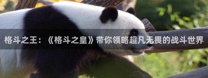 奇亿娱乐主管：格斗之王：《格斗之皇》带你领略超凡无畏的战斗世
